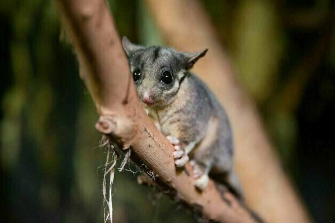 Decades of searching and a chance discovery: why finding Leadbeater's possum in NSW is such big news