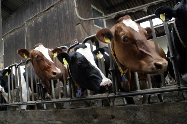Looking forward to a future without factory farming