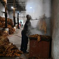 (Hello Africa) Smile follows sweat -- Zimbabwe achieves record tobacco output