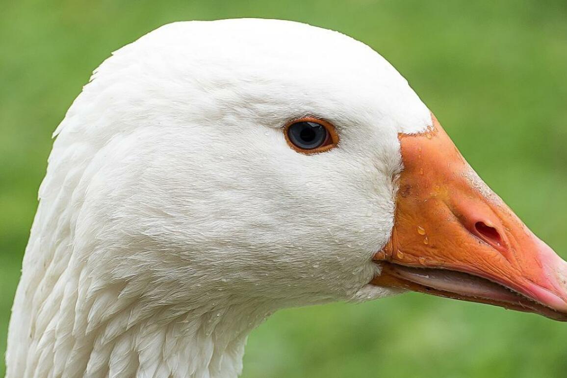 Man calls police after alleged assault by geese and duck