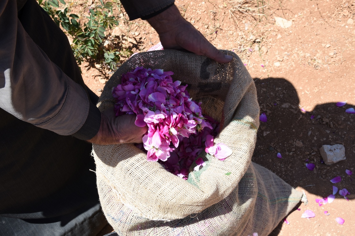 SYRIA-AL-MARAH-DAMASCENE ROSE-HARVEST