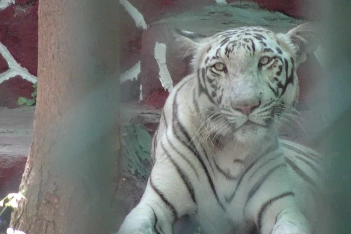 Wild Animals are not Entertainment, Reiterates World Animal Protection