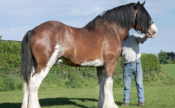 ROYAL HIGHLAND SHOW PREVIEW: A Clydesdale stud with historic links to the show