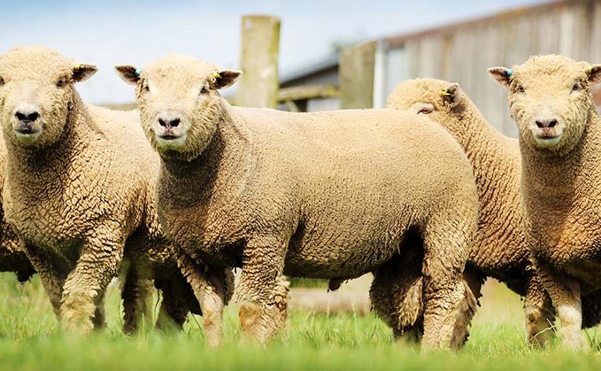 Breed Societies special: Southdown enjoy a resurgence in popularity