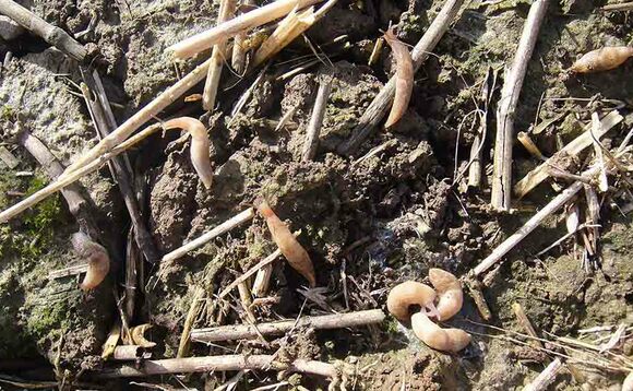 Keep an eye on slugs as wet weather arrives