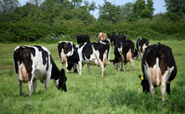 Scotland leads the way in organic farming as land continues to increase