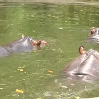 Amid heatwave, Ranchi zoo introduces coolers, bathing tubs and fruits for animal care