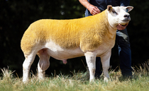 Texel shearlings and ram lambs sell to 20,000gns