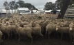 New governance for sheep meat body