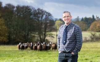 Popularity of Zwartbles sheep continues to grow among farmers