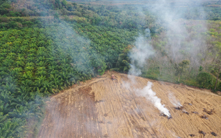 How are consumer goods firms faring with their deforestation goals?