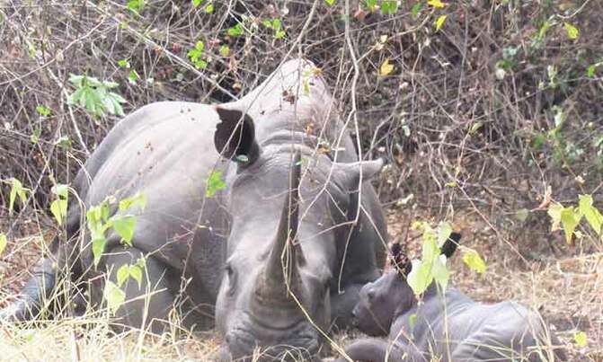 Population of rhinos now 22 Population of rhinos now 22