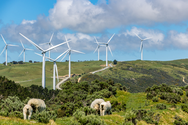 Sheep With Wind Turbines, New Zealand 