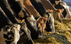 Partner Insight: Seamless Dairy Data Solutions for Smarter Farming Decisions