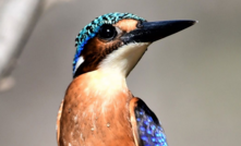 WAF will fly if Kiaka issue is resolved satisfactorily