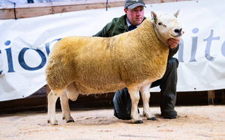 North Country Cheviot rams top at £22,000