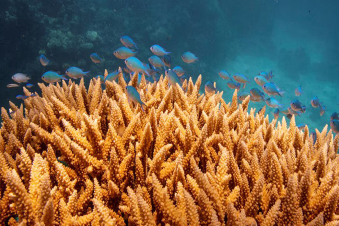 Australia's Great Barrier Reef suffers most widespread coral bleaching on record