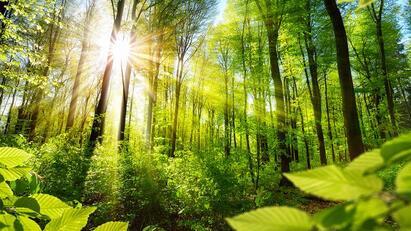 Norbord gets carbon negative status 