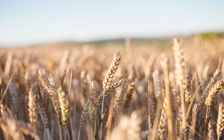 Small European wheat crop helps UK prices