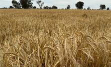 COGGO is seeking expressions of interest for funding of up to $150,000 over a two-year period, and is particularly interested in projects that seek to improve the testing of starch quality of cereal grains (improving on the current falling number test).  