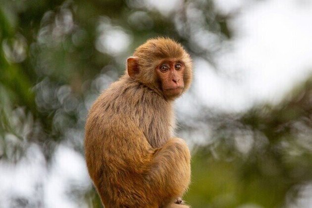 US police kill dangerous escaped lab monkeys
