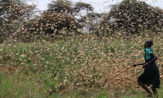 Uganda gets sh180bn loan from World Bank to fight locusts Uganda gets sh180bn loan from World Bank to fight locusts