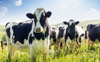 Breeding could help cut dairy farm emissions, report reveals