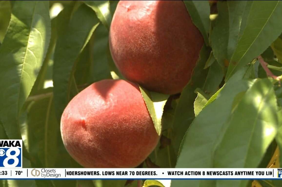 Peach season arrives in Chilton County - WAKA 8