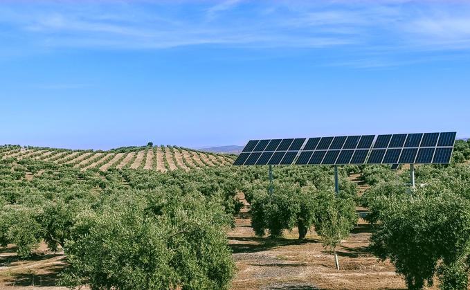 Photovoltaic panels among olive trees in the countryside of Jaén, Spain - Credit: iStock