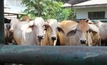 Live export high on agenda for Rudd's Indonesia trip