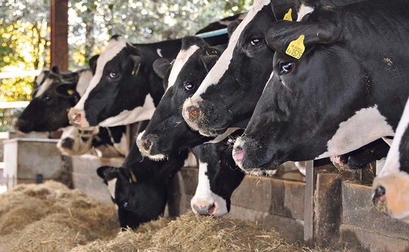 Cows not hitting peak milk because of transition issues