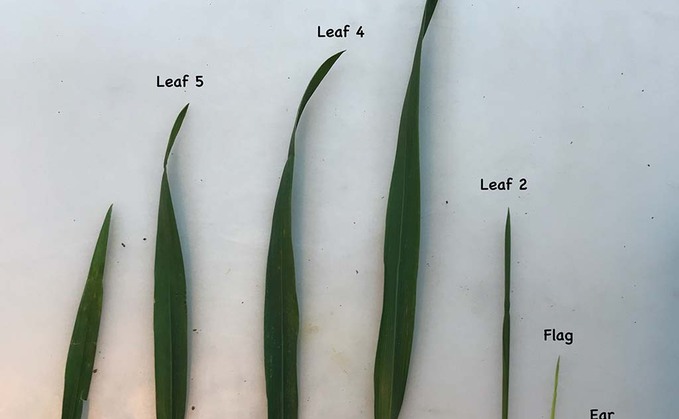 Plot Prospects 4: Fast developing wheat varieties reach flag leaf emergence