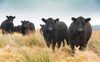 Regenerative agriculture: Think of your cattle as a community of organisms