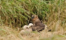 Farmers aid comeback of UK's rarest breeding bird