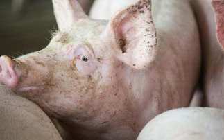 Farmers still cautious as pig numbers drop