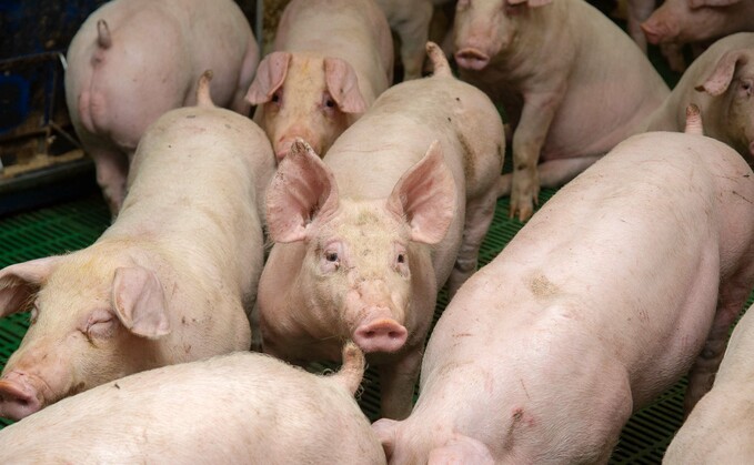 In pig units, growth and feed conversion are typically reduced as a result of pathogenic challenges.