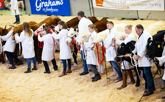 Stars of the Future Calf Show growing year on year