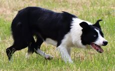 Sales round up: Dot tops dogs at £16,300, online sheep sales to £8,100 twice, dairy sales reach £4,200