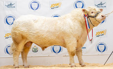 Charolais bulls sell to 16,000gns and exhibition cattle to £5,400 at Thainstone