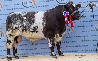 Pedigree cattle and dairy sales from around the marts this week