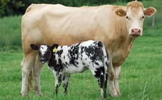 Deadline delay for Scottish Suckler Beef Calf Scheme