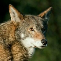 Beyond de-extinction and dire wolves, gene editing can help today's endangered species