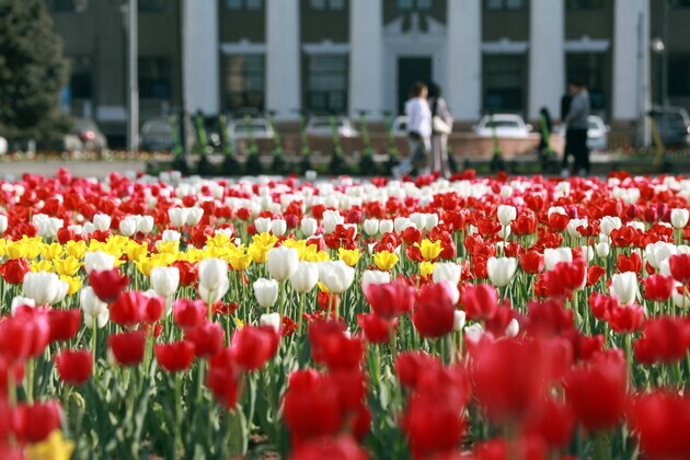 KYRGYZSTAN-BISHKEK-TULIPS