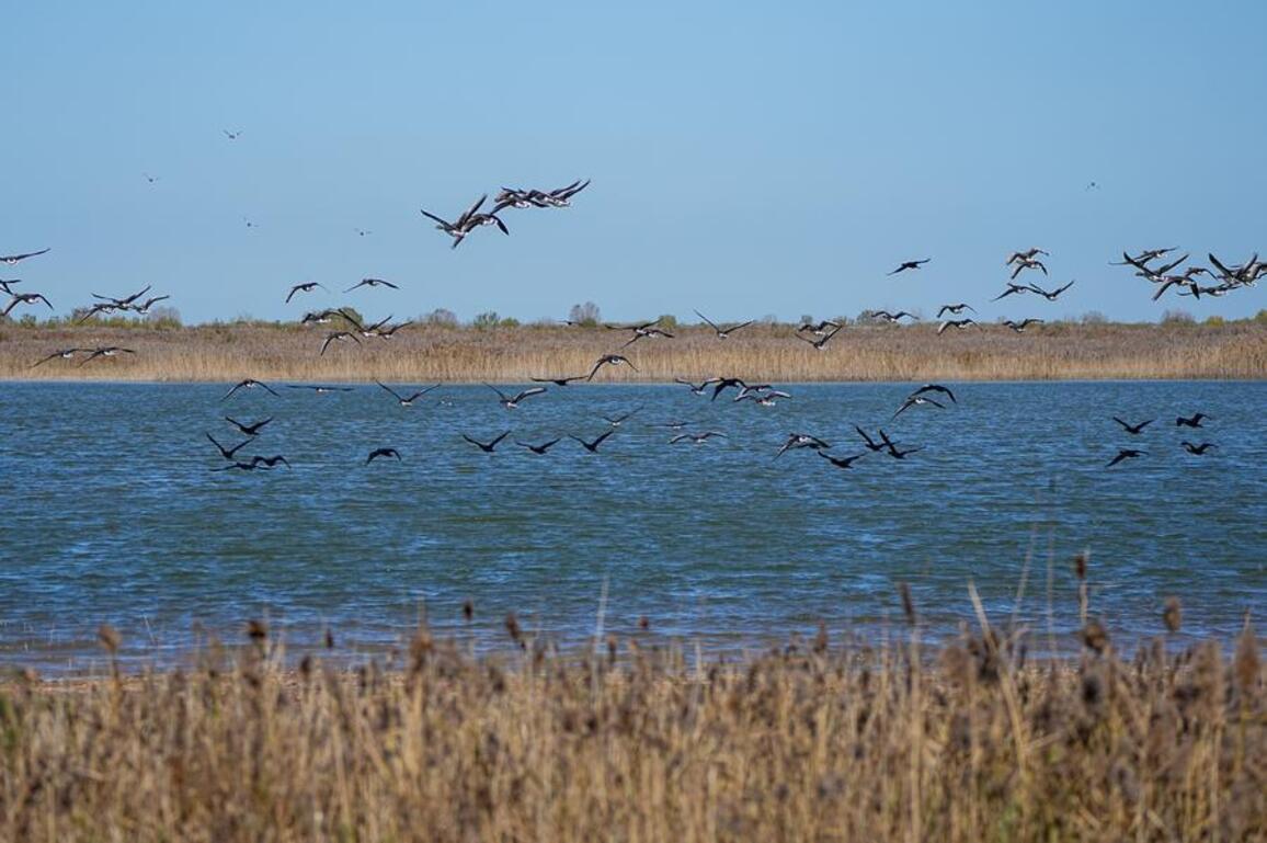 China's river delta balances bird conservation, green economy