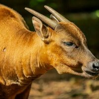 Research: Endemic anoa and babirusa show surprising resilience on small islands
