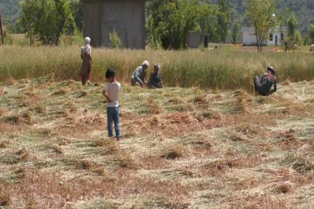 Farmers in JK harvest early as border tensions rise following Pahalgam terror attack