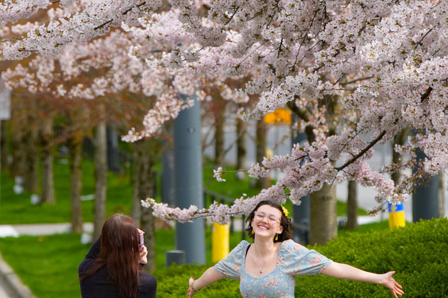 CANADA-VANCOUVER-CHERRY BLOSSOM