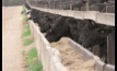  Grainfed beef accounts for more than half of Australia's beef production. 