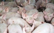 £600m lost in pig crisis after 22 months of losses