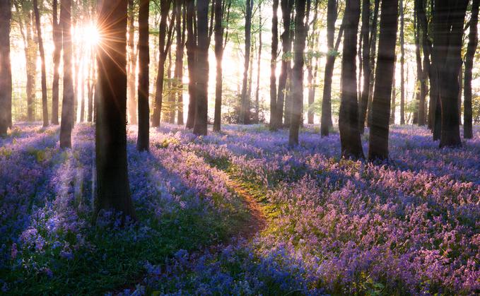 Partner Insight: The hidden cost of nature loss